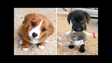 Baby Dogs 🔴 Cute and Funny Dog Videos Compilation #22 | 30 Minutes of Funny Puppy Videos 2021