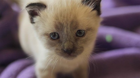 Siamese kittens get 3-week-old sister!