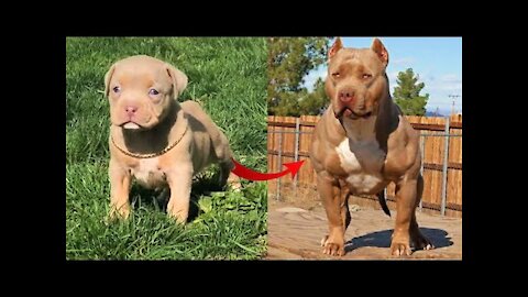 I'm a Big Kid Now Cute Baby Animals | Funny Pets City