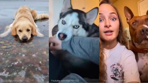 Dogs funny videos 🥰❤