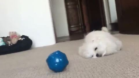 Puppy has fantastic time with new toy