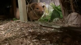 Guinea pigs Tibby and Svea having a snack