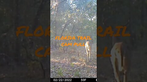 2022 Florida Public Land Trail Cam Pull