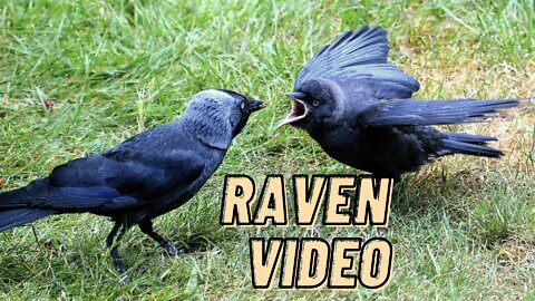 Common Raven Bird Sound Effect Video By Make By Kingdom Of Awais
