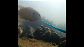 Underwater panfish