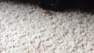 Cat enjoys treats safely from underneath couch
