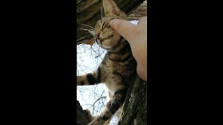 Cat cuddling on the tree