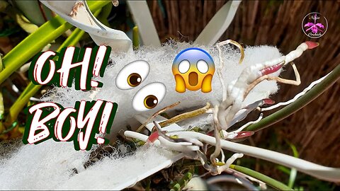 How to 🫣CAREFULLY🫣 Mount an Orchid with 😱Root Tips😱 on to a New Mount #ninjaorchids