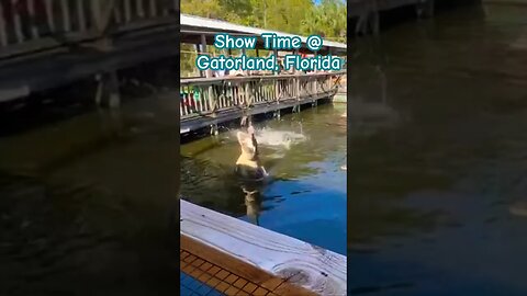 Show Time at Gatorland near Orlando, Florida