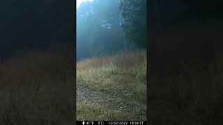 Deer walking on two legs!