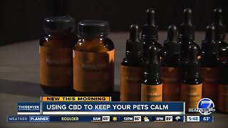 Using CBD to keep your pets calm