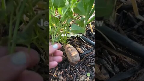 Easiest Way to Make SWEET POTATO SLIPS