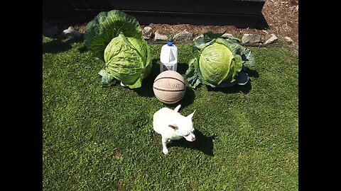 Giant Cabbage Harvest 8/1/23