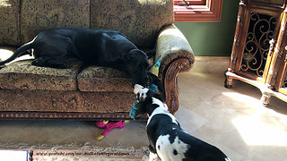 Growling Great Dane Puppy Loves to Play Tug of War