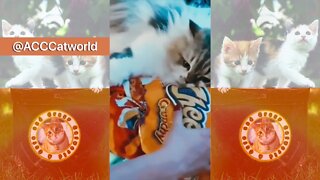 This Kitty Is DEAD SERIOUS About the Term “Fat Cat” 😹 #Cheetos (#118) #Clips