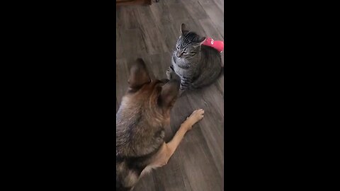 cat and dog 🐶🐕 fight funny video