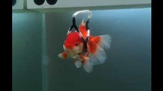 Disabled goldfish swims with aid of "wheelchair"