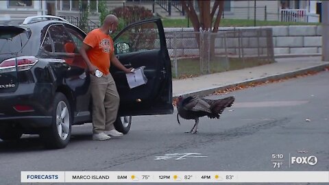 Turkey terrorizes a neighborhood