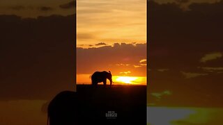 Elephant Sunrise #shorts | #ShortsAfrica | #Septdailyshorts