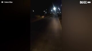 Leoa e crias passeiam numa auto-estrada da Índia à noite