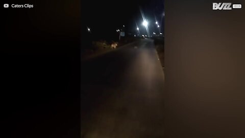 Leoa e crias passeiam numa auto-estrada da Índia à noite