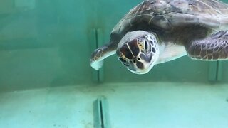 Injured turtles continue to receive care at Gumbo Limbo Nature Center in Boca Raton