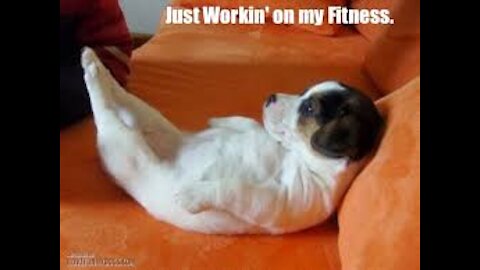 Funny Cats And Dogs Helping Their Owners Exercise