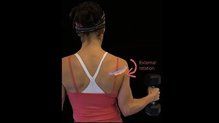 Rotator cuff muscles and deltoid muscle