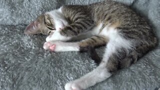 Cute Little Cat Stretches His Toes