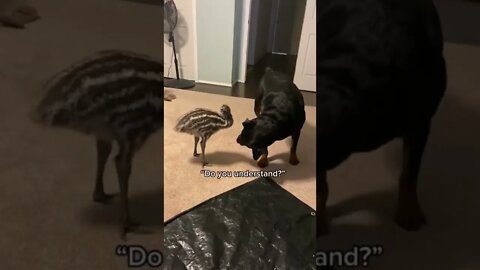 Rottweiler gets a RAPTOR BIRD as a BROTHER