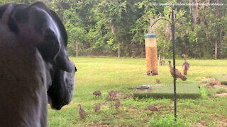 Great Dane Watches Wild Turkey Family Eat At The Bird Feeder