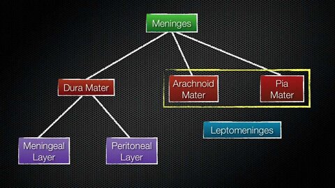 069 The Meninges of the Central Nervous System