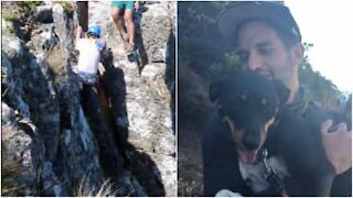 Hund blir reddet på Table Mountain i Sør-Afrika