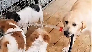 Labrador Retriever holds water hose for Jack Russell puppies