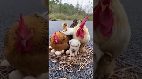 ऐसा प्यार कभी नही देखा||dog and hen family||amazing animal love video||five animal love stories