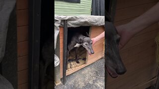 Disabled greyhound hops into another dog's kennel Part I