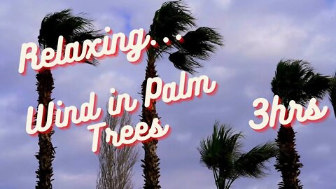 Approaching Storm | Wind in Palm Trees | Relax & De-stress