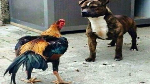 Rooster and dog. When dog run like chicken. Funny Animal .