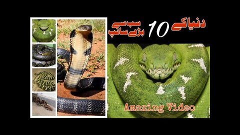 that's Amazing Top 10 Biggest Snakes in the World #amazing #top10 #telent #trending