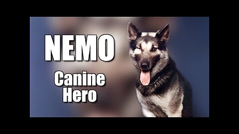 Nemo:Hero Dog of The Vietnam War