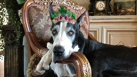 Regal Great Dane Relaxes with her St Patty's Day Tiara