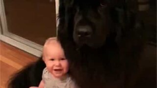 Massive dog and baby are best friends