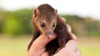 Darling Baby Mongoose Playing and Rough Housing.