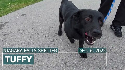 "Tuffy" 3yr male lab mix healing from hip injury | Adoption Focus