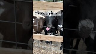 Cute Baby Goats #farmlife #goatmilk #babygoats