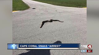 Police take large snake 'into custody' in Cape Coral