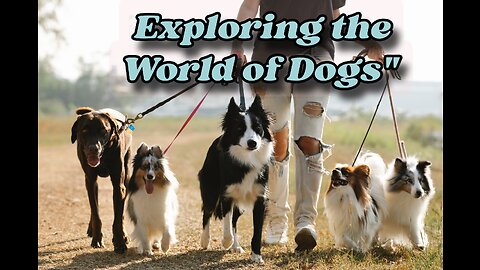 Exploring the World of Dogs"