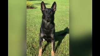 Mall at Wellington Green sets up memorial for Cigo, PBSO K-9 killed in line of duty