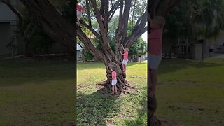 Tree Climbing Biscayne National Park!!