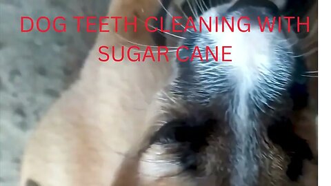 How to clean dog teeth with SUGAR CANE: DOG TEETH CLEANING WITH SUGAR CANE
